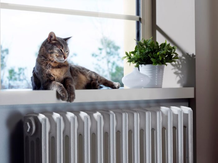 How Pets Impact Indoor Air Quality in Beaverdam, VA